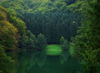 Scenic view of forest