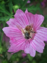 Close-up of pink flower