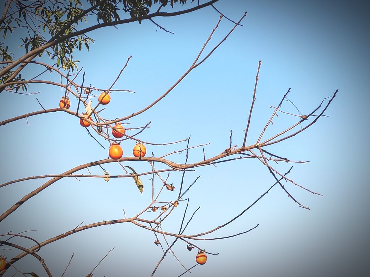 LOW ANGLE VIEW OF FRUIT TREE AGAINST SKY