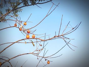 Low angle view of bare tree against sky