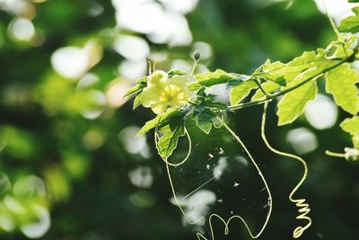 Spider web on a plant