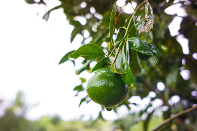 Close-up of raindrops on tree