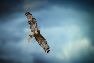 Low angle view of bird flying against sky