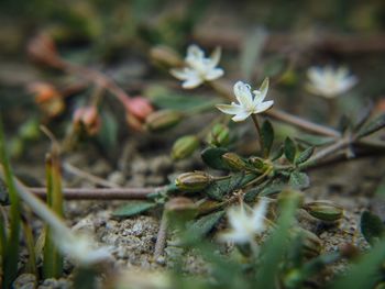 Close-up of flowers