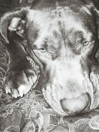 Close-up of dog sleeping