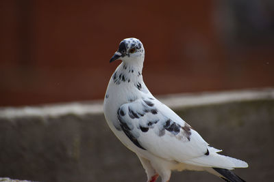 Close-up of seagull