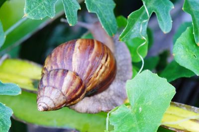 Close-up of snail on leaf