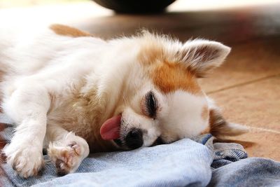 Close-up of a dog resting