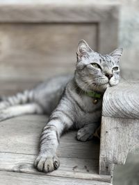 Close-up of a cat resting