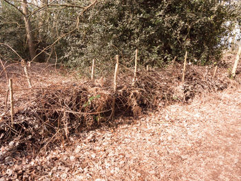 Plants growing on field in forest