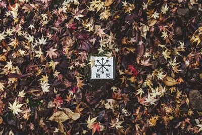 High angle view of compass on autumn leaves