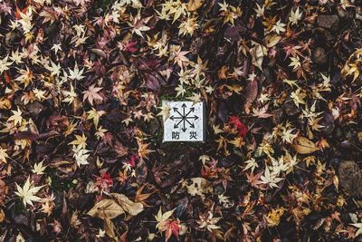 High angle view of text on autumn leaves