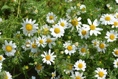 Close-up of fresh white flowers blooming in field