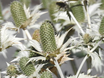 Close-up of succulent plant