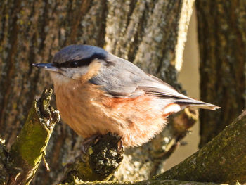 Close-up of bird perching on branch