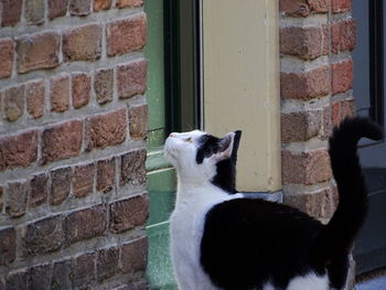 Cat looking away