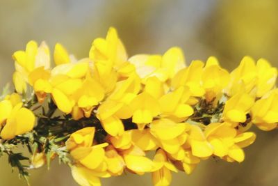 Close-up of yellow flower
