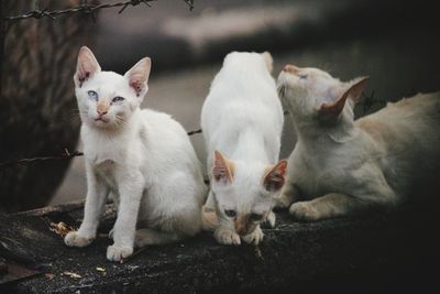 Close-up portrait of cats