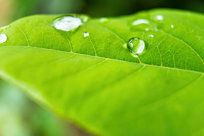 Close-up of raindrops on green leaves