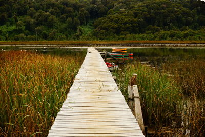 Boardwalk amidst trees