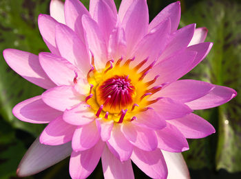 Close-up of pink water lily