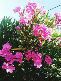 Close-up of pink flowers