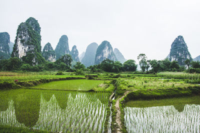 Scenic view of agricultural field against clear sky