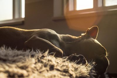 Close-up of a dog at home