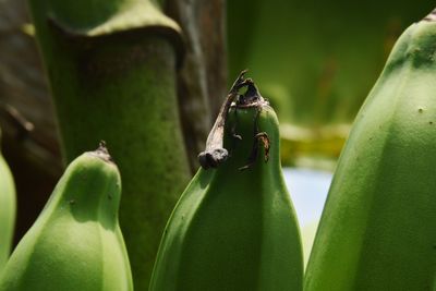 Close up of green bananas bunch