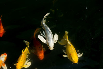 Close-up of fish swimming in sea