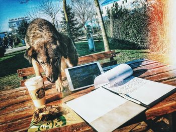 View of dog drinking from glass on table
