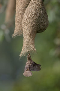 Close-up of bird flying below nest