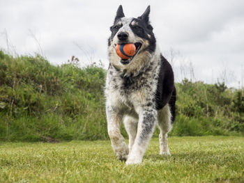 Dog running in a field