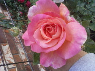 Close-up of pink rose