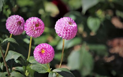 Close-up of pink flowering plant