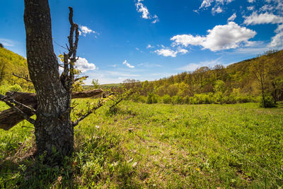 Scenic view of trees on field against sky