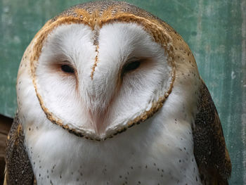 Close-up portrait of a owl