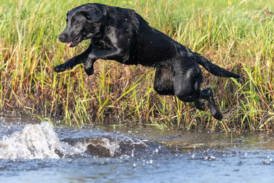 Portrait of a pedigree black labrador jumping into the water