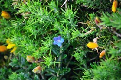 High angle view of purple flowering plants on land