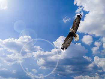 Low angle view of eagle flying in sky