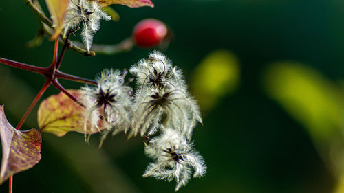 Close-up of white flowering plant