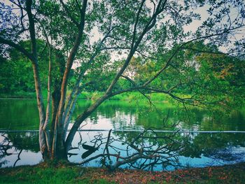 Trees by lake