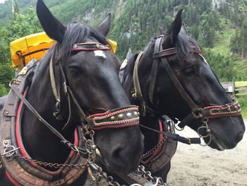 Horse cart on field