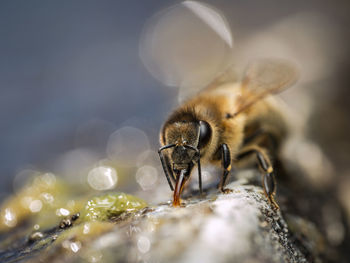 Close-up of bee on rock