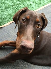 Close-up portrait of a dog