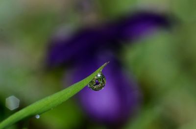 Close-up of dew drop on plant