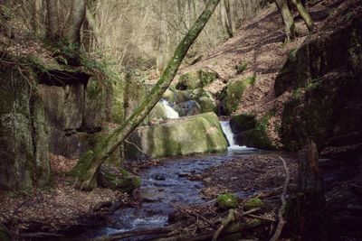 Stream flowing through rocks in forest