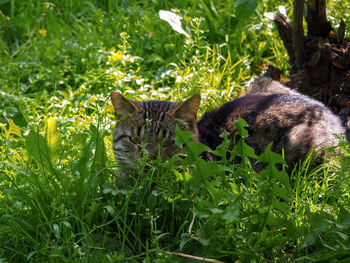 Cat in a field