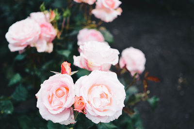 Close-up of pink roses blooming outdoors