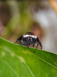 Close-up of insect on leaf